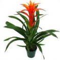 /album/fotogaleria-guzmania/images-6-jpg/